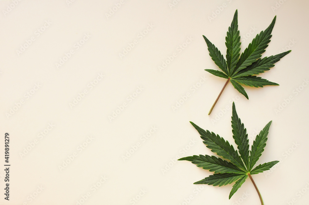 Fototapeta premium Cannabis leaves, marijuana plant isolated on white background. Alternative medicine. Hemp recreation, legalization concept.