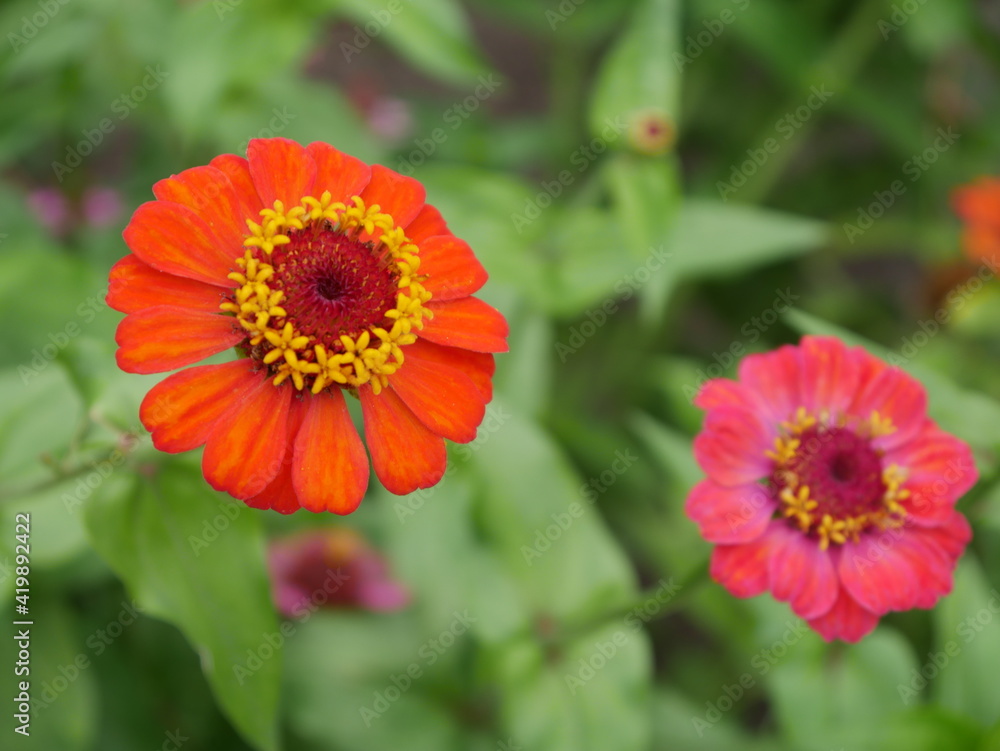 Blumen Blumen