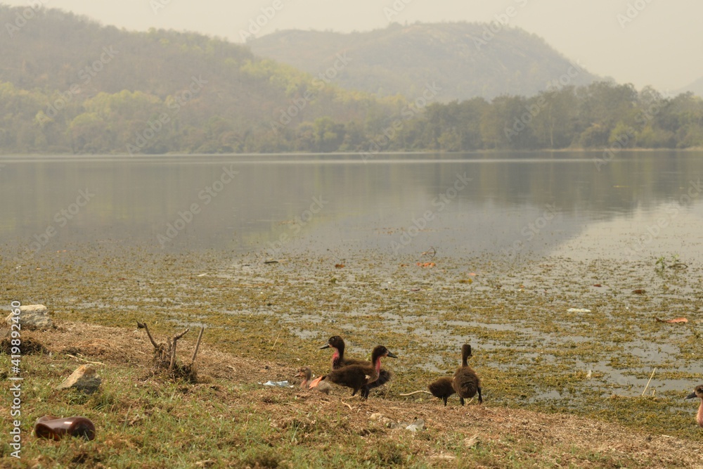 ducklings on the bank of murugama dam reservoir at purulia, west bengal, india ducklings on the bank of murugama dam reservoir at purulia, west bengal, india