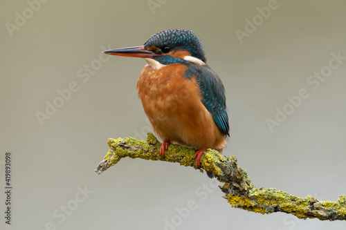 Kingfisher (Alcedo Atthis) Adult female with blue and orange feathers. Diving bird perched with a blurred background. 