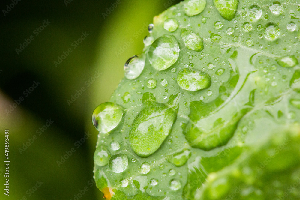 Fototapeta premium Transparent water droplets on green leaves