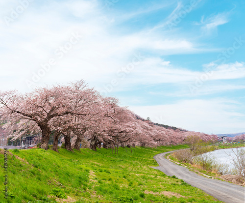 View of Cherry Blossom or Hitome Senbon Sakura festival at Shiroishi riverside and agricultural plants, Funaoka Castle Ruin Park, Sendai, Miyagi, Japan photo