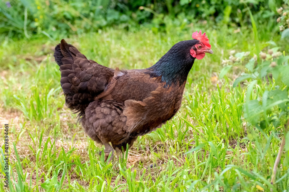 Chicken with black and brown feathers in the garden on the grass Chicken with black and brown feathers in the garden on the grass