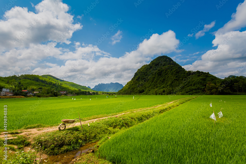 Rice field in Phong Nha Vietnam