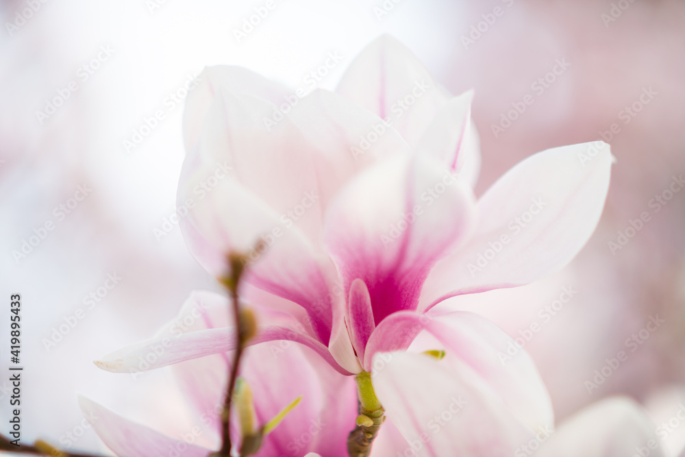 Closeup on magnolia in spring
