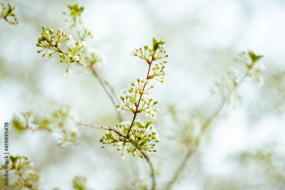 Obraz premium Closeup on in spring