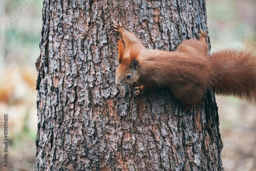 Red squirrel climbing a tree in the forest