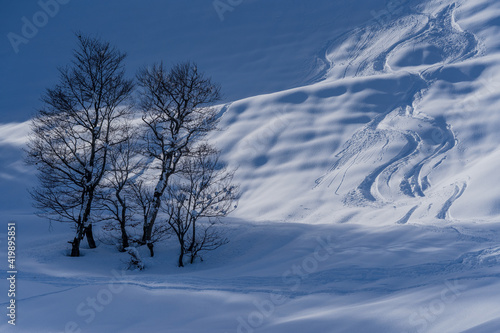 Bäume mit Skispur © Elinswelt