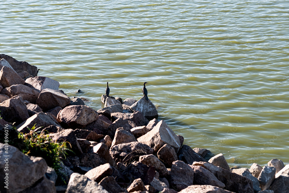 Obraz premium Ducks on rocks in the park of León Guanajuato. Animals concept.