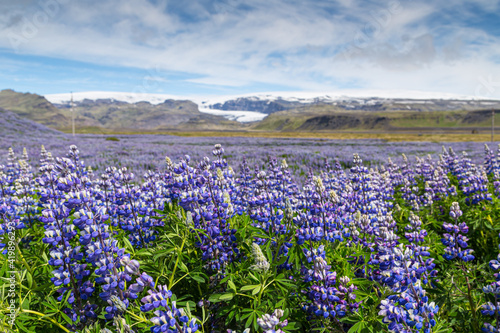 A roadside field of Alaskan lupins in southern Iceland
