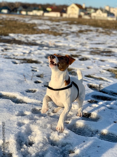 Fototapeta Naklejka Na Ścianę i Meble -  funny puppy jack russell terrier close-up on a background of snow