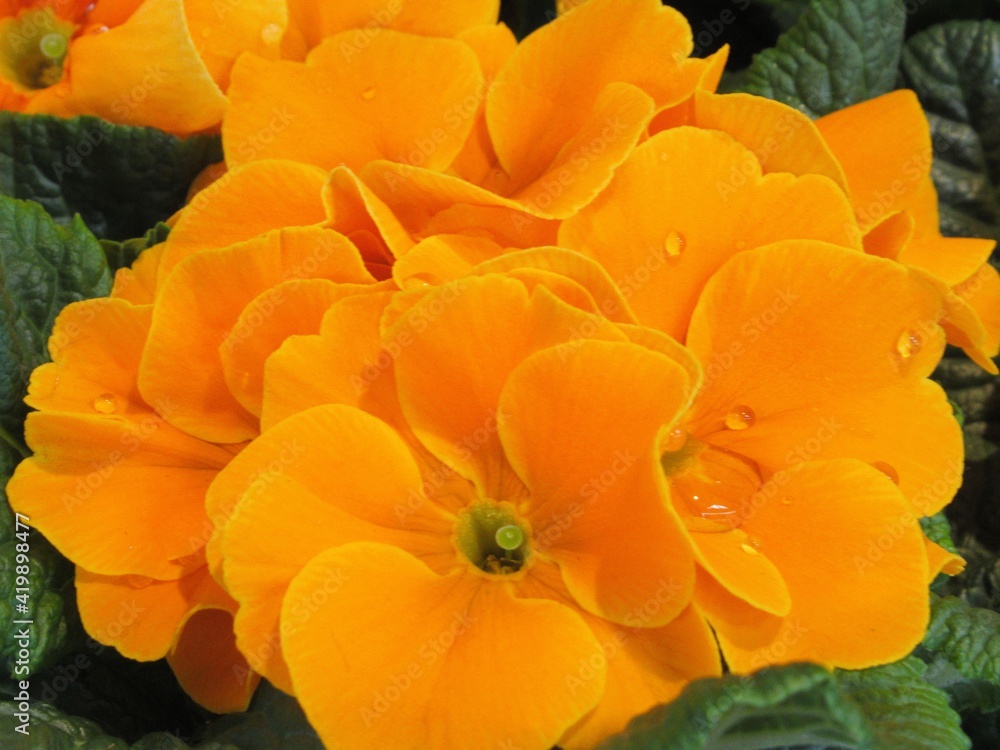 Pretty Yellow Primrose flowers in the garden Pretty Yellow Primrose flowers in the garden