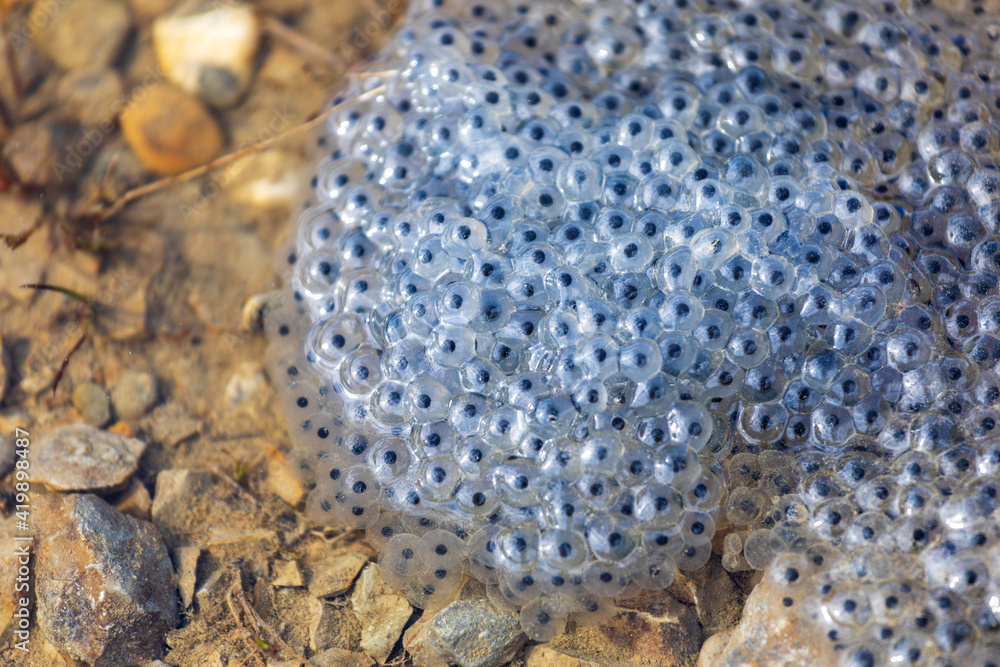 Froschlaich Laich Frösche Kaulquappen Eier Amphibien Stock
