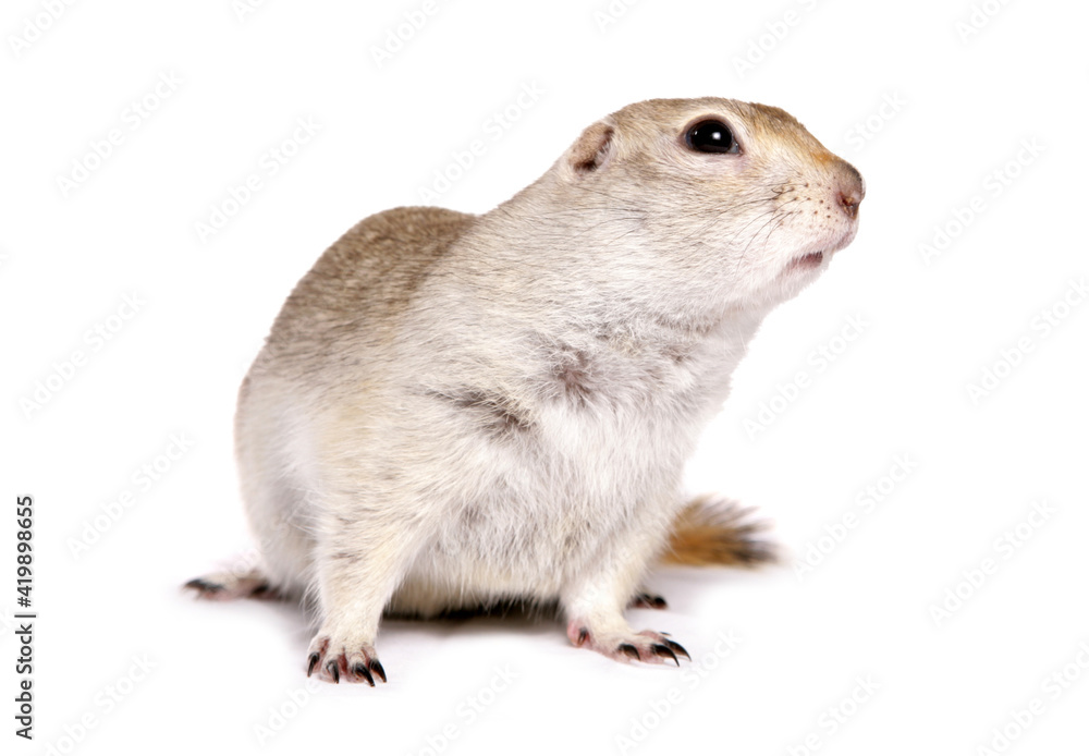 Obraz premium Ricardsons Ground Squirrel