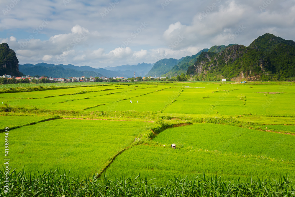 Rice farmers in Phong Nha Vietnam