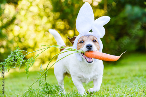 Fototapeta Naklejka Na Ścianę i Meble -  Dog with carrot wearing bunny ears headband as humorous Easter rabbit 