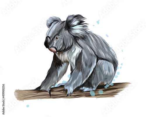 Koala from a splash of watercolor  colored drawing  realistic. Vector illustration of paints