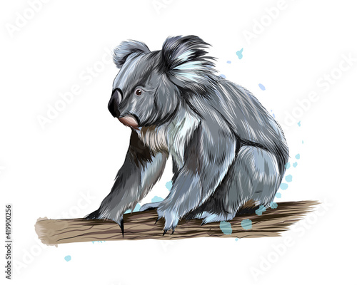 Koala from a splash of watercolor, colored drawing, realistic. Vector illustration of paints