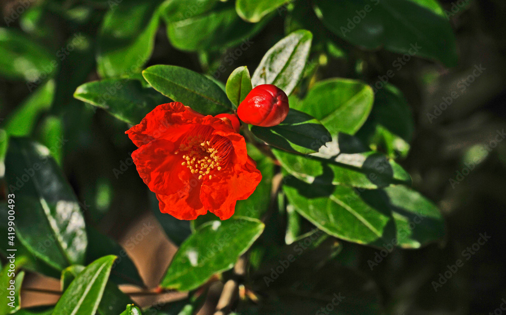 Punica granatum pomegranate close up of flower with bud forming Punica granatum pomegranate close up of flower with bud forming