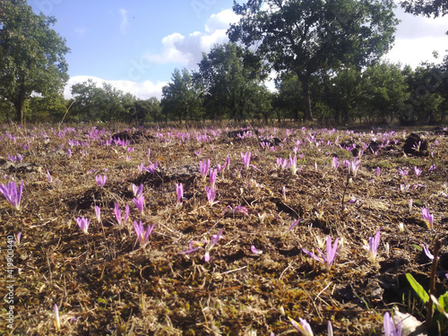 Colchicum autumnale  photo