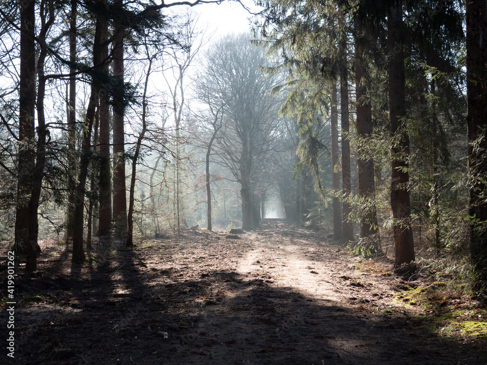 Fototapeta premium Bike path through foggy forest with sunbeams in the Netherlands