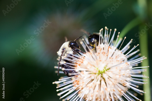 Bees pollenating a flower on a sunny day in spring Macro closeup