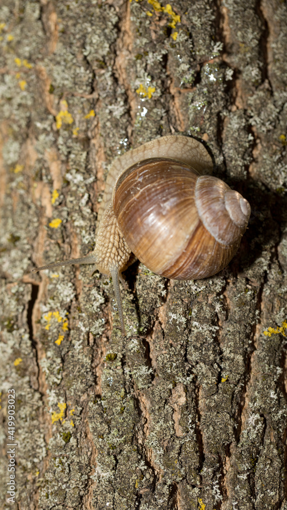 Grape snail early morning on green grass with dew Grape snail early morning on green grass with dew
