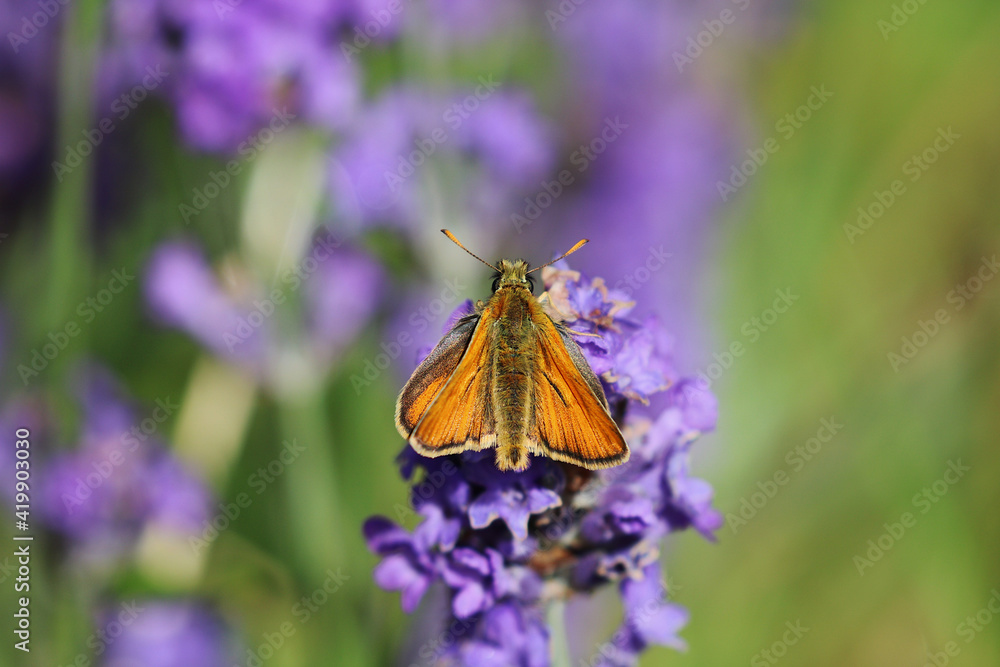 A close up view of a male Large Skipper Butterfly. Scientific name Ochlodes sylvanus. It is feeding from a lavender flower spire. A close up view of a male Large Skipper Butterfly. Scientific name Ochlodes sylvanus. It is feeding from a lavender flower spire.