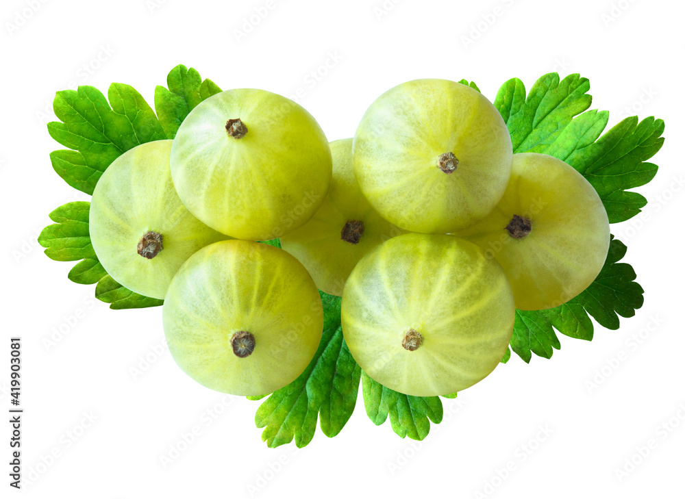 Heap of yellow gooseberry berries (Ribes uva-crispa) and foliage isolated on white background Heap of yellow gooseberry berries (Ribes uva-crispa) and foliage isolated on white background