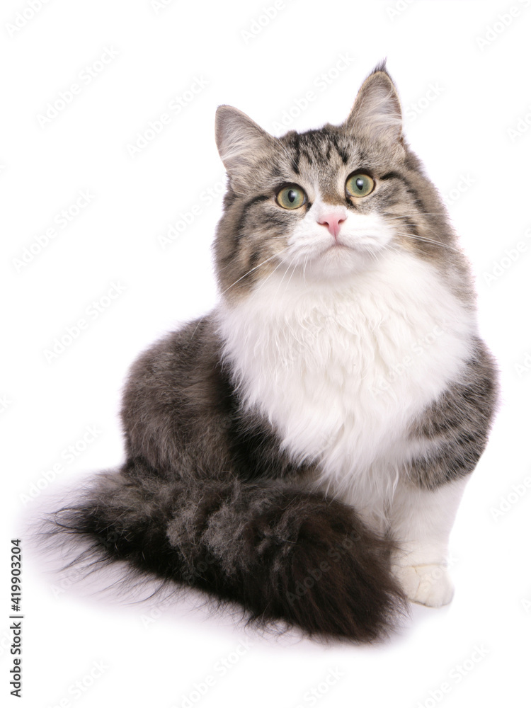 Brown tabby and white Siberian Cat