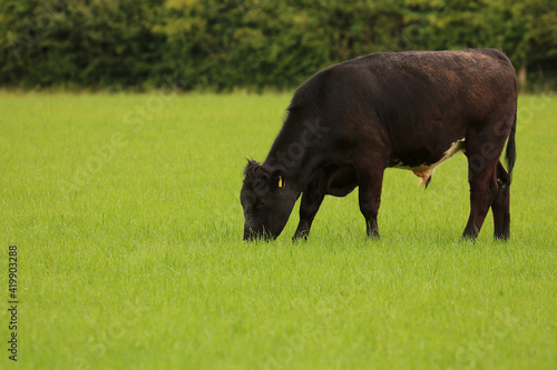 A large, dark, South Devon Bullock in lush green pasture.