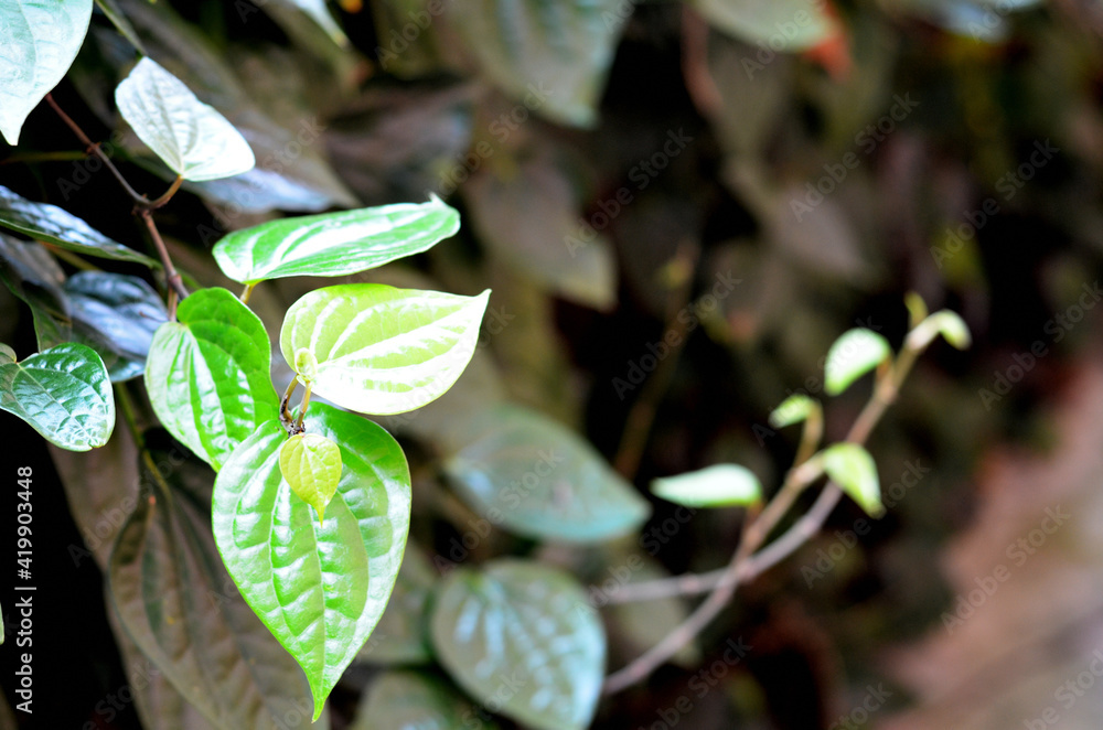 selective focus on Piper betel leaves, commonly consumed in Asia, especially India as betel quid or in paan for tradition selective focus on Piper betel leaves, commonly consumed in Asia, especially India as betel quid or in paan for tradition