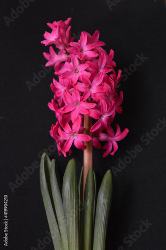 pink  hyacinth flower isolated on a black , minimal   floral arrangement  photo