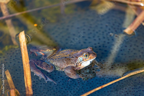 Grasfrosch - Frosch - Kröte - Rana temporaria - Laich - Biotop photo