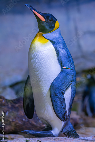 Pinguin