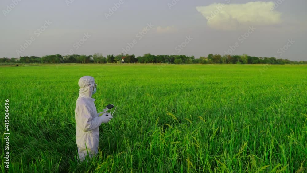 Scientists are piloting drones in rice fields for scientific experiments.
Scientists are piloting drones in rice fields for scientific experiments.
