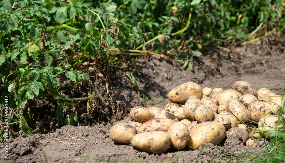 Pile of newly harvested potatoes - Solanum tuberosum on field. Harvesting potato roots from soil in homemade garden. Organic farming, healthy food, BIO viands, back to nature concept.