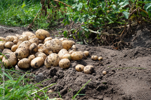 Pile of newly harvested potatoes - Solanum tuberosum on field. Harvesting potato roots from soil in homemade garden. Organic farming, healthy food, BIO viands, back to nature concept.
