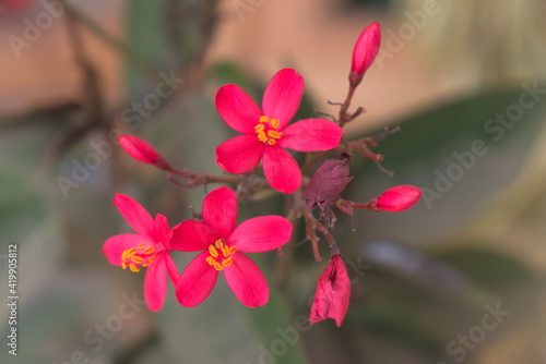 Beautiful Red Bunch Of Flowers