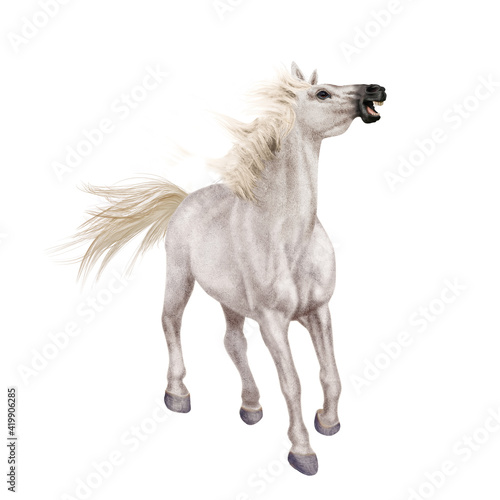 cheval, blanc, animal, étalon, isolé, galop, courir, arabe, chevalin, course, amoureux des chevaux, poney, nature, mammifère, ferme, jument, andalou, sauvage, crin, poulain, gris, de race, gris, vites