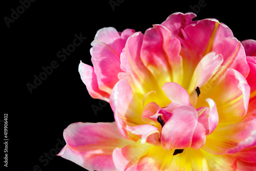 Pink bright tulip close-up on a black background. One object isolated on black. Beautiful plant. 