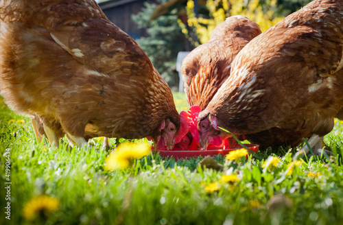  hens pecks food in meadow