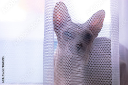 A serious grey Canadian Sphynx cat is hiding behind the white transparent tulle on a window sill at daytime. Funny bald cat close-up portrait. Cat at home. High quality photo.