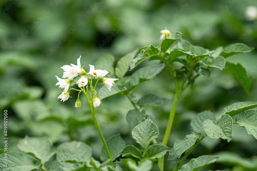 White flower of blooming potato plant. Beautiful white and yellow flowers of Solanum tuberosum in bloom growing in homemade garden. Close up. Organic farming, healthy food, BIO viands, back to nature. White flower of blooming potato plant. Beautiful white and yellow flowers of Solanum tuberosum in bloom growing in homemade garden. Close up. Organic farming, healthy food, BIO viands, back to nature.