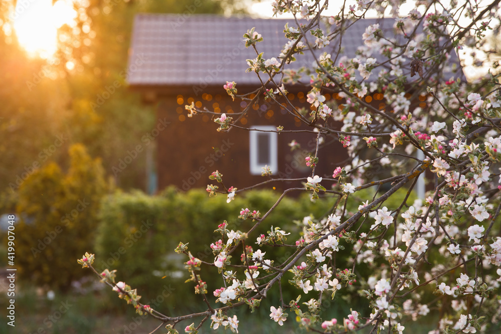 A lush snow-white branch of a blossoming apple tree by a brown wooden village house. Moldova. Village in the spring, blooming gardens. Evening sun rays at sunset