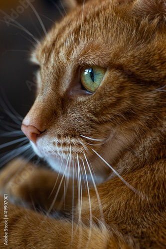 Ginger cat