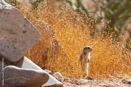 Photography Round-tailed Squirrel standing at attention in golden grasses.