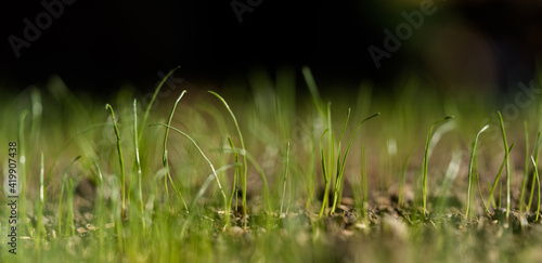 frisches Gras  © Elinswelt