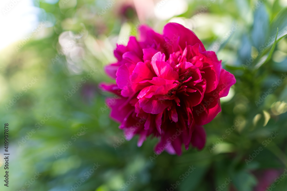 rosa Pfingstrose rosa Pfingstrose