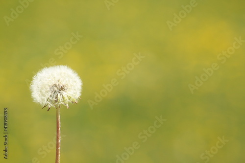 blooming dandelion in the left corner with a green background and a place for text  Taraxacum officinale. 